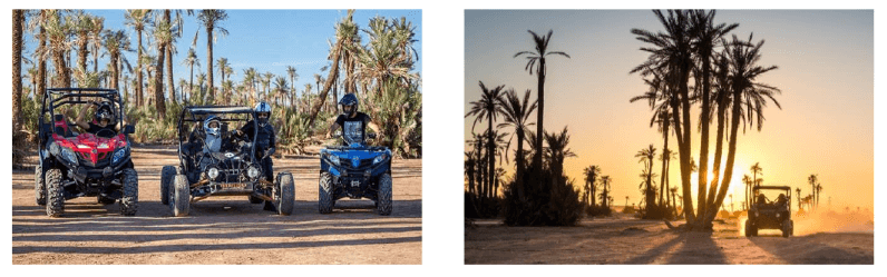 Camel Ride in the Palm Grove